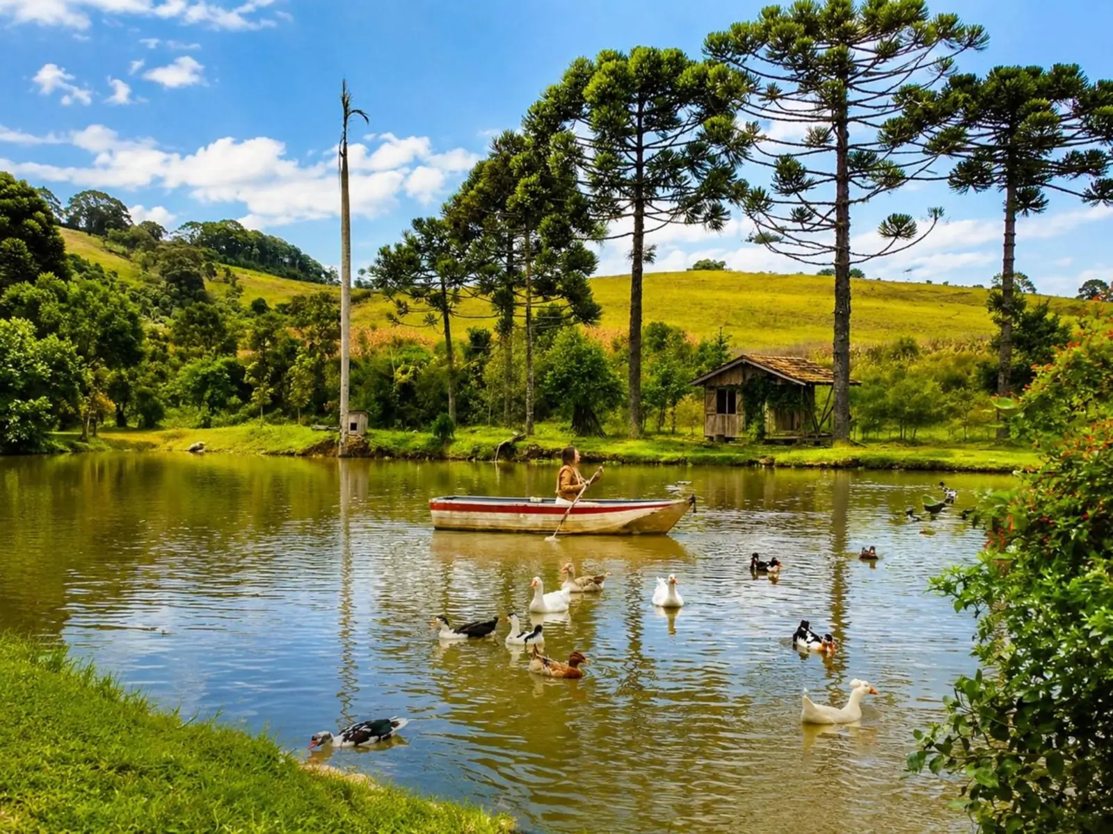 Lago com barquinho, patos e araucárias